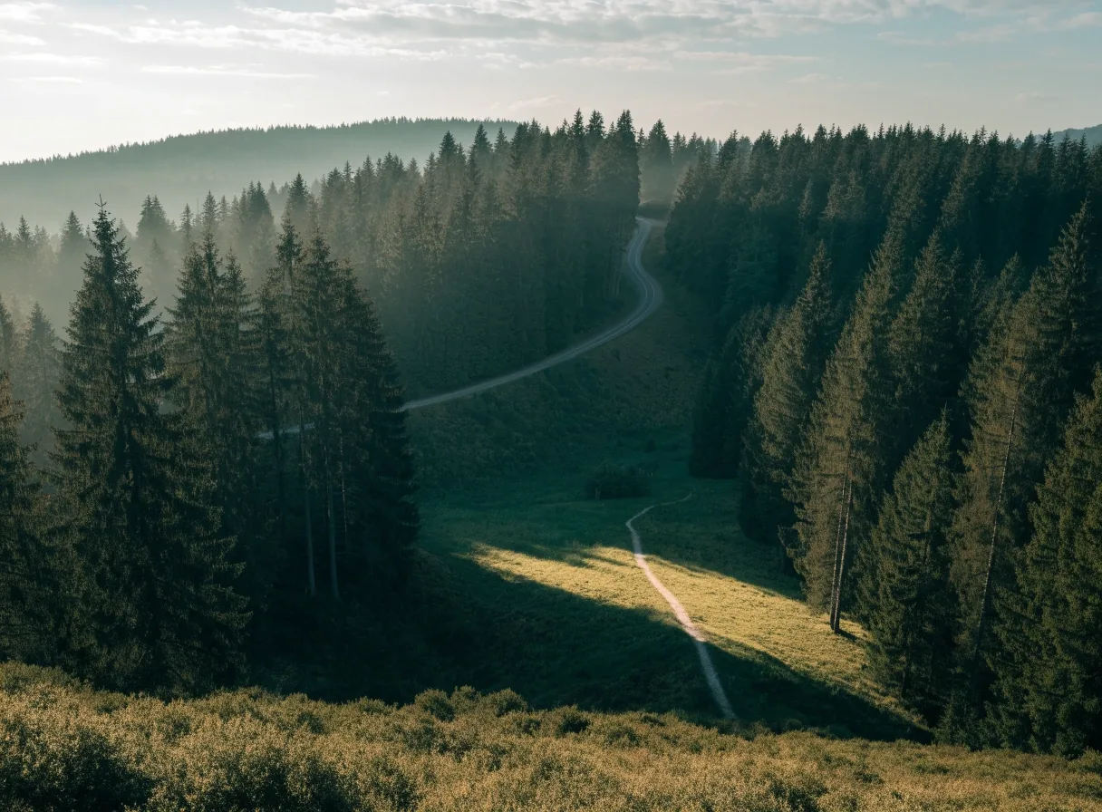 Forstweg auf einem bewaldeten Hang aus erhöhter Perspektive, Wegkreuzung in der Lichtung